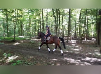 Weitere Warmblüter, Stute, 5 Jahre, 164 cm, Dunkelbrauner