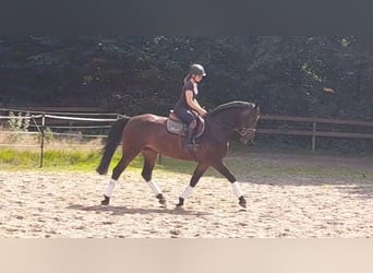 Weitere Warmblüter, Stute, 5 Jahre, 164 cm, Dunkelbrauner