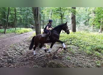 Weitere Warmblüter, Stute, 5 Jahre, 164 cm, Dunkelbrauner