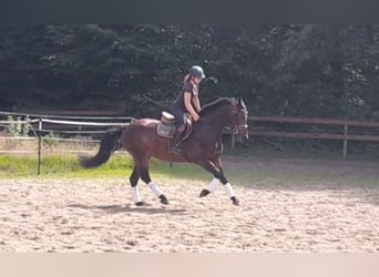 Weitere Warmblüter, Stute, 5 Jahre, 164 cm, Dunkelbrauner