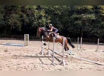 Weitere Warmblüter, Stute, 5 Jahre, 164 cm, Dunkelbrauner