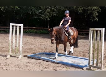 Weitere Warmblüter, Stute, 5 Jahre, 164 cm, Dunkelbrauner