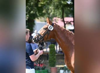 Weitere Warmblüter, Stute, 5 Jahre, 164 cm, Fuchs