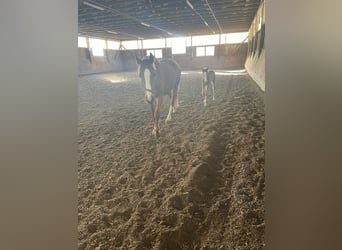 Weitere Warmblüter, Stute, 5 Jahre, 164 cm, Fuchs