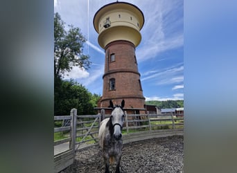 Weitere Warmblüter, Stute, 5 Jahre, 165 cm, Apfelschimmel