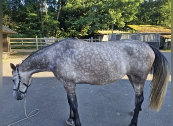 Weitere Warmblüter, Stute, 5 Jahre, 165 cm, Apfelschimmel