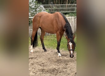 Weitere Warmblüter, Stute, 5 Jahre, 165 cm, Brauner