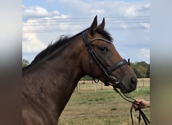 Weitere Warmblüter, Stute, 5 Jahre, 165 cm, Brauner