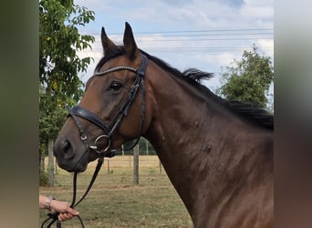 Weitere Warmblüter, Stute, 5 Jahre, 165 cm, Brauner