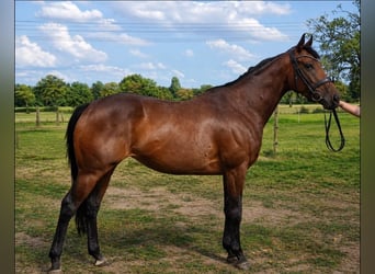 Weitere Warmblüter, Stute, 5 Jahre, 165 cm, Brauner