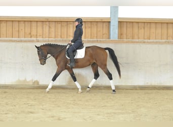 Weitere Warmblüter, Stute, 5 Jahre, 165 cm, Brauner