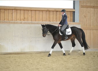 Weitere Warmblüter, Stute, 5 Jahre, 165 cm, Dunkelbrauner