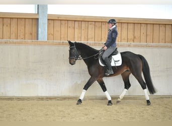 Weitere Warmblüter, Stute, 5 Jahre, 165 cm, Dunkelbrauner