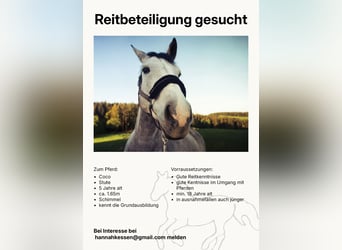 Weitere Warmblüter Mix, Stute, 5 Jahre, 165 cm, Schimmel