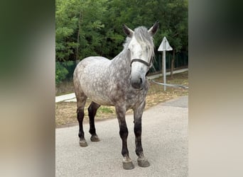 Weitere Warmblüter, Stute, 5 Jahre, 165 cm, Schimmel