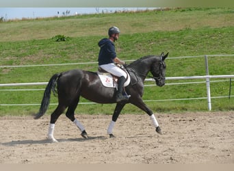 Weitere Warmblüter, Stute, 5 Jahre, 166 cm, Schwarzbrauner