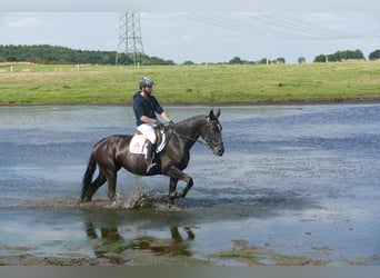 Weitere Warmblüter, Stute, 5 Jahre, 166 cm, Schwarzbrauner