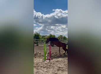 Weitere Warmblüter Mix, Stute, 5 Jahre, 167 cm, Brauner
