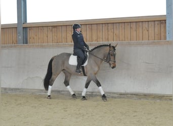Weitere Warmblüter, Stute, 5 Jahre, 167 cm, Brauner