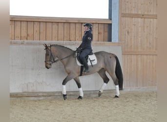 Weitere Warmblüter, Stute, 5 Jahre, 167 cm, Brauner