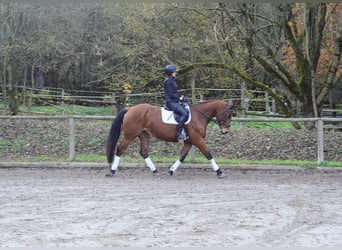 Weitere Warmblüter, Stute, 5 Jahre, 168 cm, Brauner