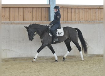Weitere Warmblüter, Stute, 5 Jahre, 168 cm, Rappe