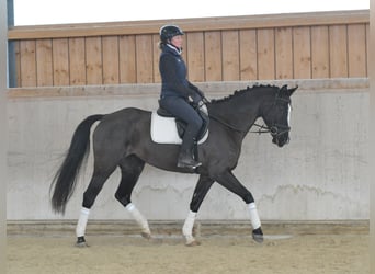 Weitere Warmblüter, Stute, 5 Jahre, 168 cm, Rappe