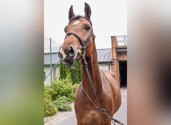 Weitere Warmblüter, Stute, 5 Jahre, 168 cm, Rotbrauner
