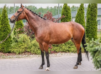 Weitere Warmblüter, Stute, 5 Jahre, 168 cm, Rotbrauner