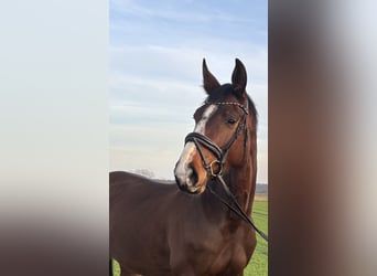 Weitere Warmblüter, Stute, 5 Jahre, 170 cm, Brauner