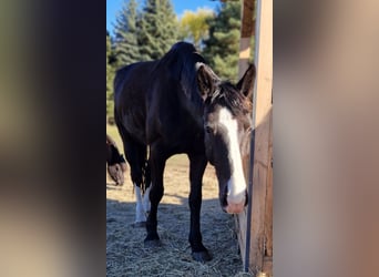 Weitere Warmblüter, Stute, 5 Jahre, 171 cm, Rappe