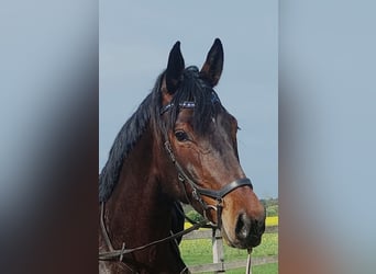 Weitere Warmblüter, Stute, 5 Jahre, 174 cm, Brauner