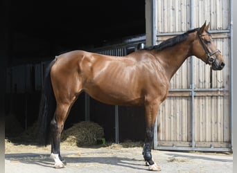 Weitere Warmblüter, Stute, 5 Jahre, 180 cm, Brauner