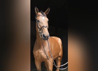 Weitere Warmblüter, Stute, 5 Jahre, 180 cm, Brauner