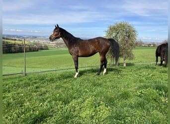 Weitere Warmblüter, Stute, 5 Jahre, Brauner