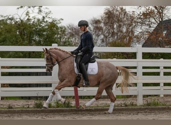 Weitere Warmblüter, Stute, 5 Jahre, Roan-Red