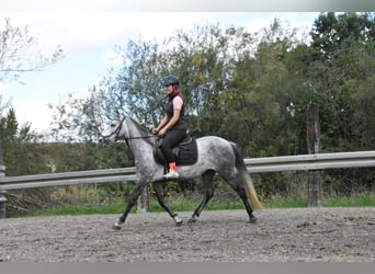 Weitere Warmblüter Mix, Stute, 6 Jahre, 142 cm, Apfelschimmel