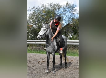 Weitere Warmblüter Mix, Stute, 6 Jahre, 142 cm, Apfelschimmel