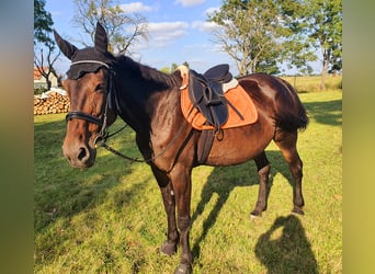 Weitere Warmblüter Mix, Stute, 6 Jahre, 145 cm, Rappe