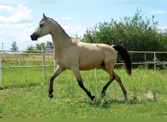 Weitere Warmblüter, Stute, 6 Jahre, 149 cm, Falbe