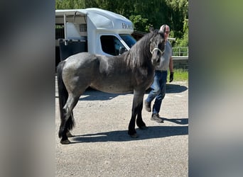 Weitere Warmblüter, Stute, 6 Jahre, 150 cm, Roan-Blue