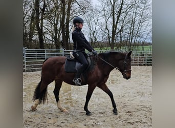 Weitere Warmblüter, Stute, 6 Jahre, 152 cm, Brauner