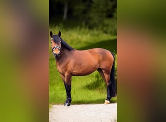 Weitere Warmblüter, Stute, 6 Jahre, 155 cm, Brauner