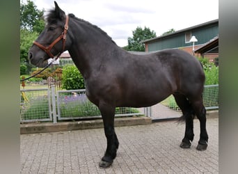 Weitere Warmblüter, Stute, 6 Jahre, 155 cm, Rappe