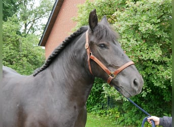 Weitere Warmblüter, Stute, 6 Jahre, 155 cm, Rappe