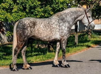 Weitere Warmblüter Mix, Stute, 6 Jahre, 157 cm, Apfelschimmel