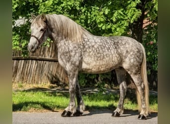 Weitere Warmblüter Mix, Stute, 6 Jahre, 157 cm, Apfelschimmel