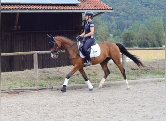 Weitere Warmblüter, Stute, 6 Jahre, 158 cm