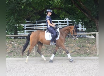 Weitere Warmblüter, Stute, 6 Jahre, 158 cm