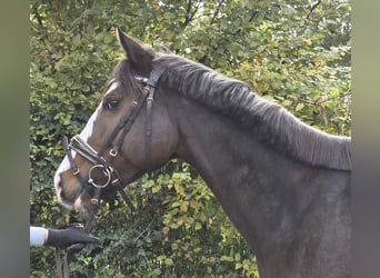 Weitere Warmblüter, Stute, 6 Jahre, 158 cm, Schwarzbrauner